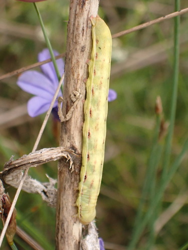 Black Rustic, 30510 Générac, France, photo 9 of 10