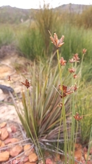 Ficinia anysbergensis