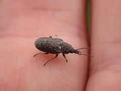 Mycterus curculioides