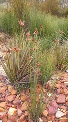 Ficinia anysbergensis