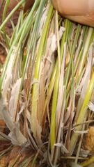 Ficinia anysbergensis