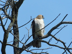 Buteo jamaicensis