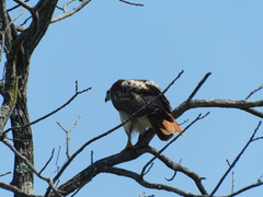 Buteo jamaicensis
