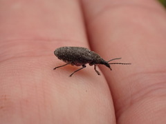 Mycterus curculioides