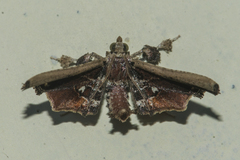 Pyralinae