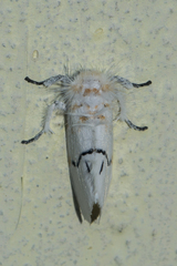 Euproctis albolyclene