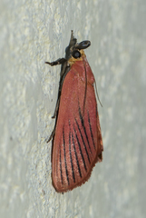 Arctioblepsis rubida