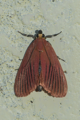 Arctioblepsis rubida