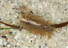 Fiona pinnata