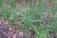 Taraxacum porrigens