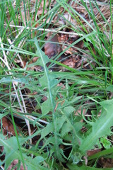 Taraxacum porrigens
