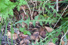 Taraxacum porrigens