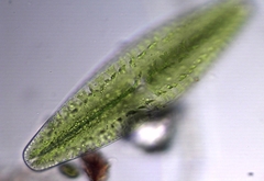Netrium digitus