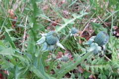 Taraxacum porrigens