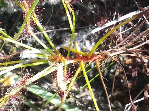 Drosera ramentacea