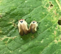 Sphenorhina quadrifera