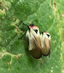 Sphenorhina quadrifera