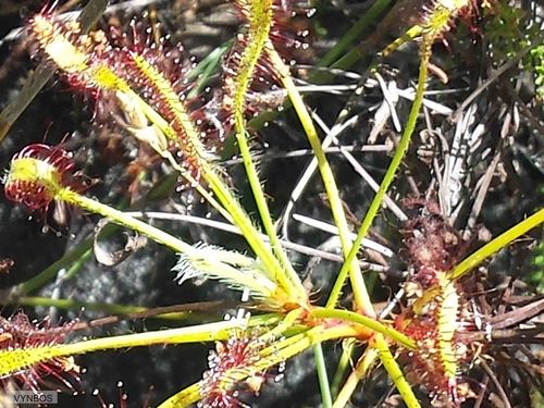 Drosera ramentacea