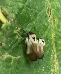 Sphenorhina quadrifera