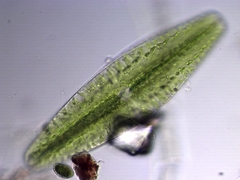 Netrium digitus