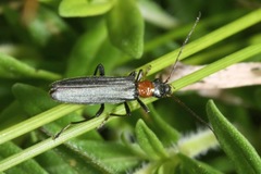 Oedemera croceicollis