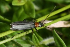 Oedemera croceicollis