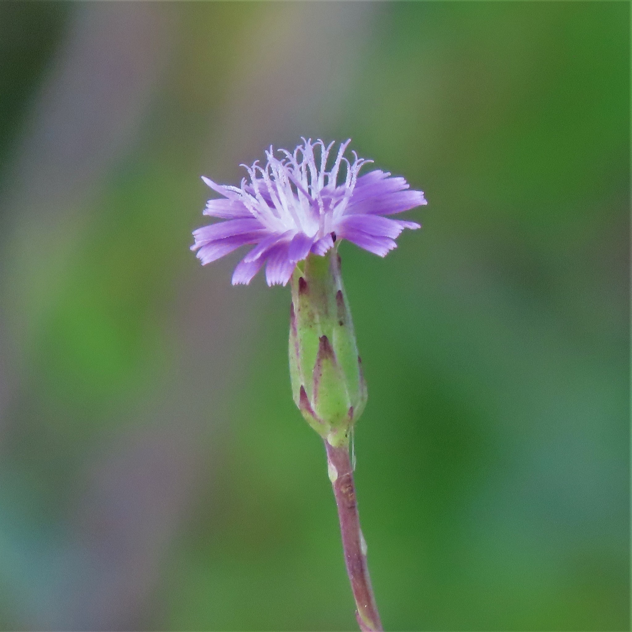 Lactuca graminifolia