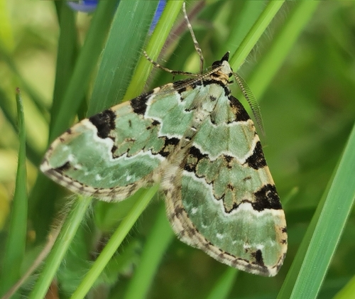 Green Carpet