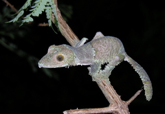Uroplatus henkeli