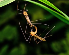 Limonia phragmitidis