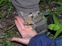 Uroplatus henkeli