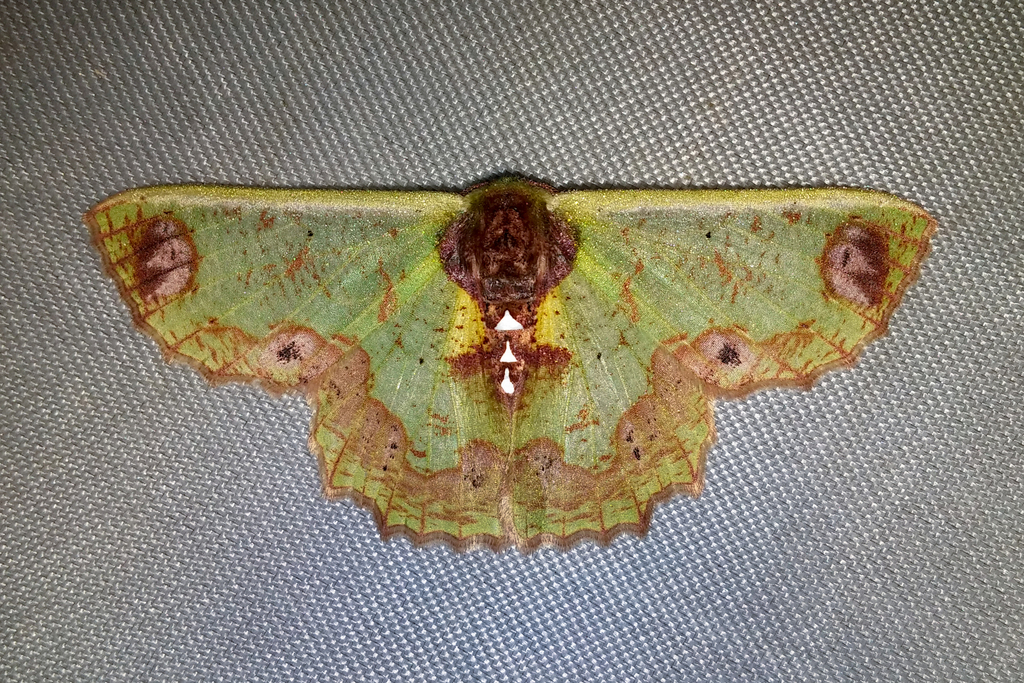 Agathiopsis