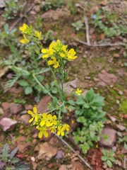 Brassica juncea