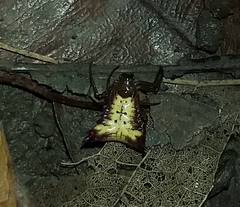 Micrathena triangularis