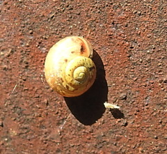 Fruticicola fruticum