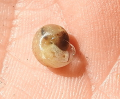 Fruticicola fruticum