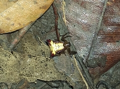 Micrathena triangularis