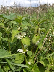 Lamium album