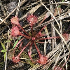 Drosera