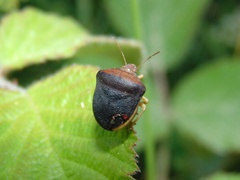 Ventocoris rusticus