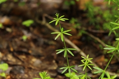 Galium concinnum