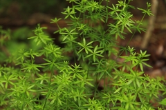 Galium concinnum
