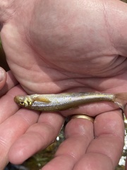 Phenacobius catostomus