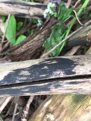 Berkleasmium corticola