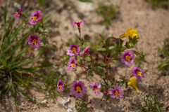 Erythranthe rhodopetra