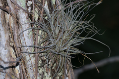 Tillandsia recurvata image