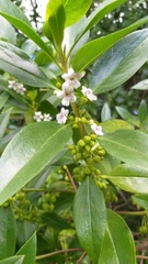 Myoporum laetum