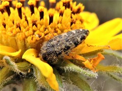 Acmaeodera hepburnii