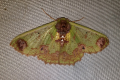 Agathiopsis basipuncta