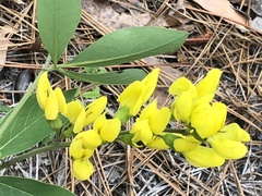 Baptisia cinerea